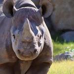 The Living Desert Zoo and Gardens