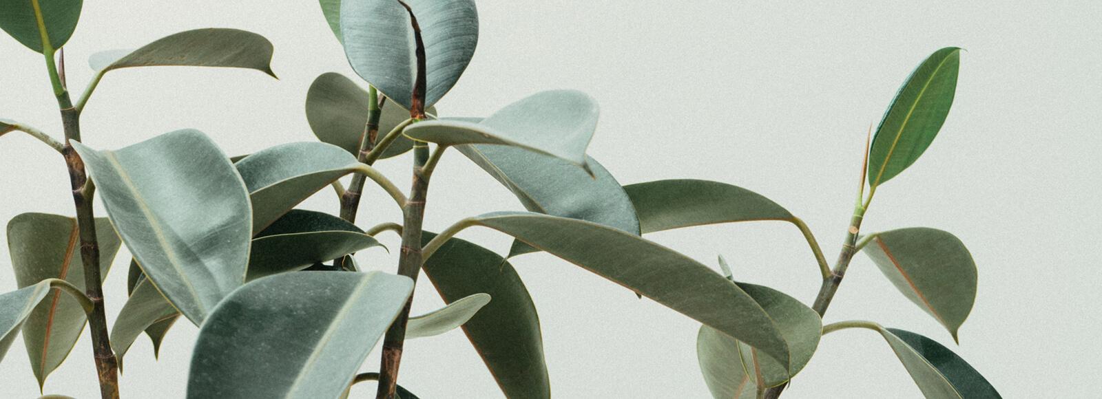 The Wedding Website of Erin Guokas and Peter Hotvedt