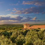 Texas Hill Country Olive Co.