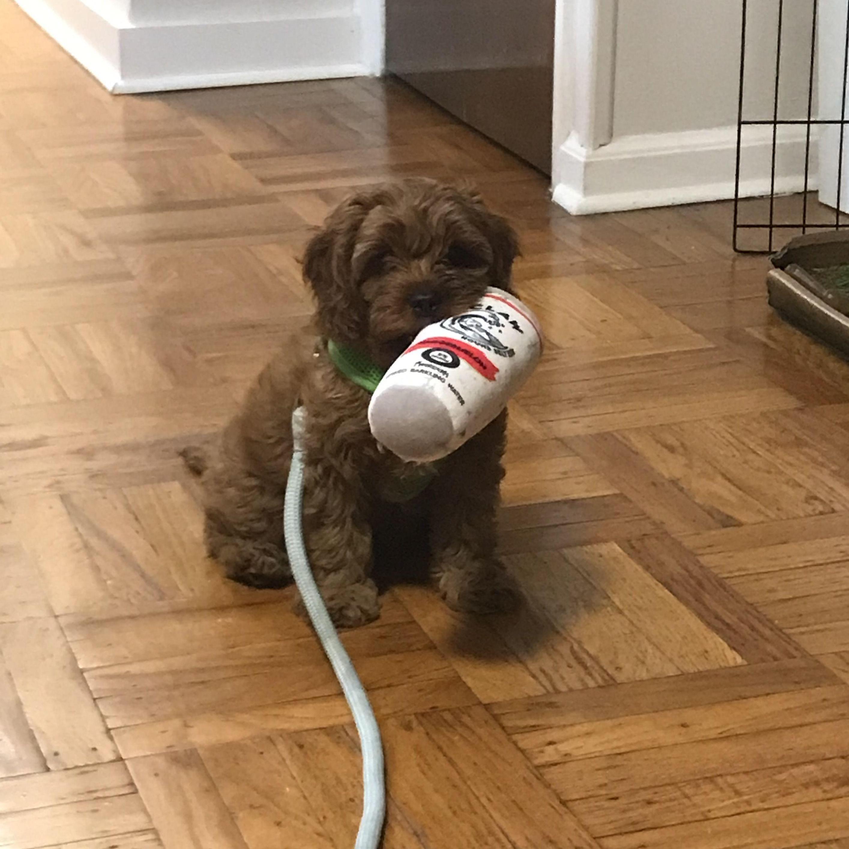 Jack and Colleen's dog, Wilbur, a few days after coming home to Philadelphia