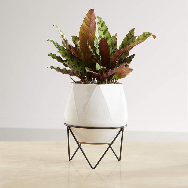Crate & Barrel - Aaro Medium Geo Planter with Stand