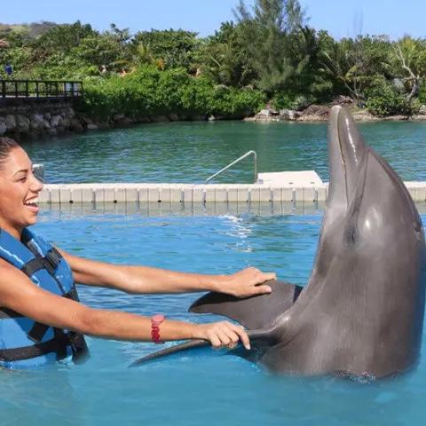 Dolphin Encounter