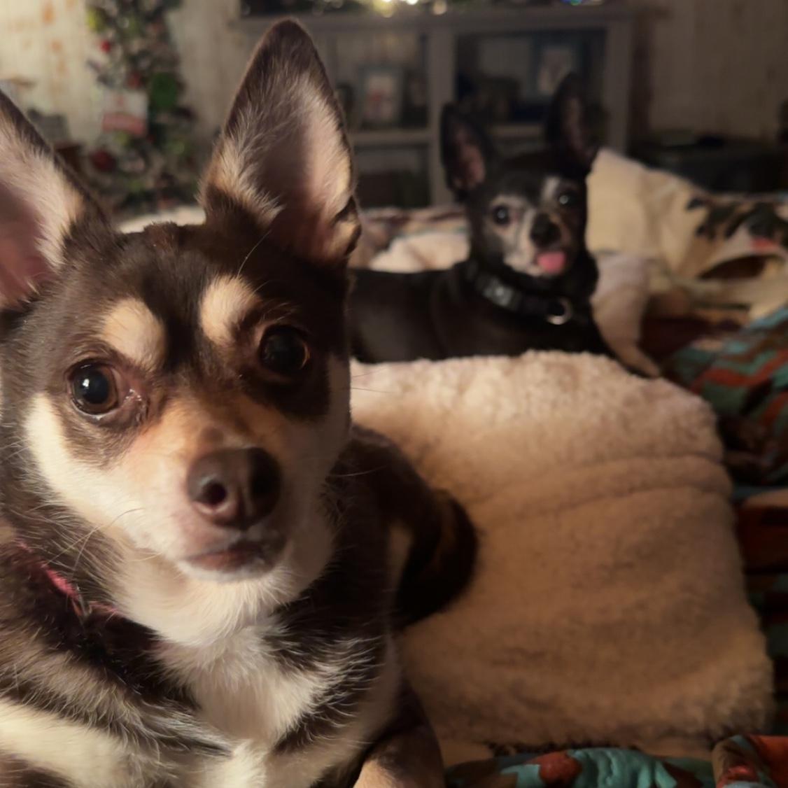 Ghita and Onyx