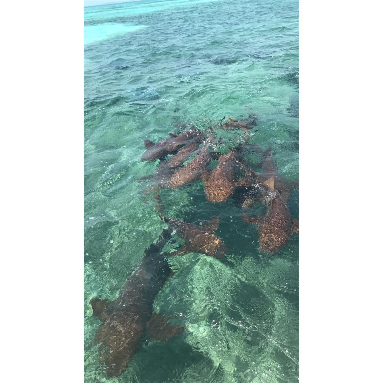 Swimming with the nurse sharks!
