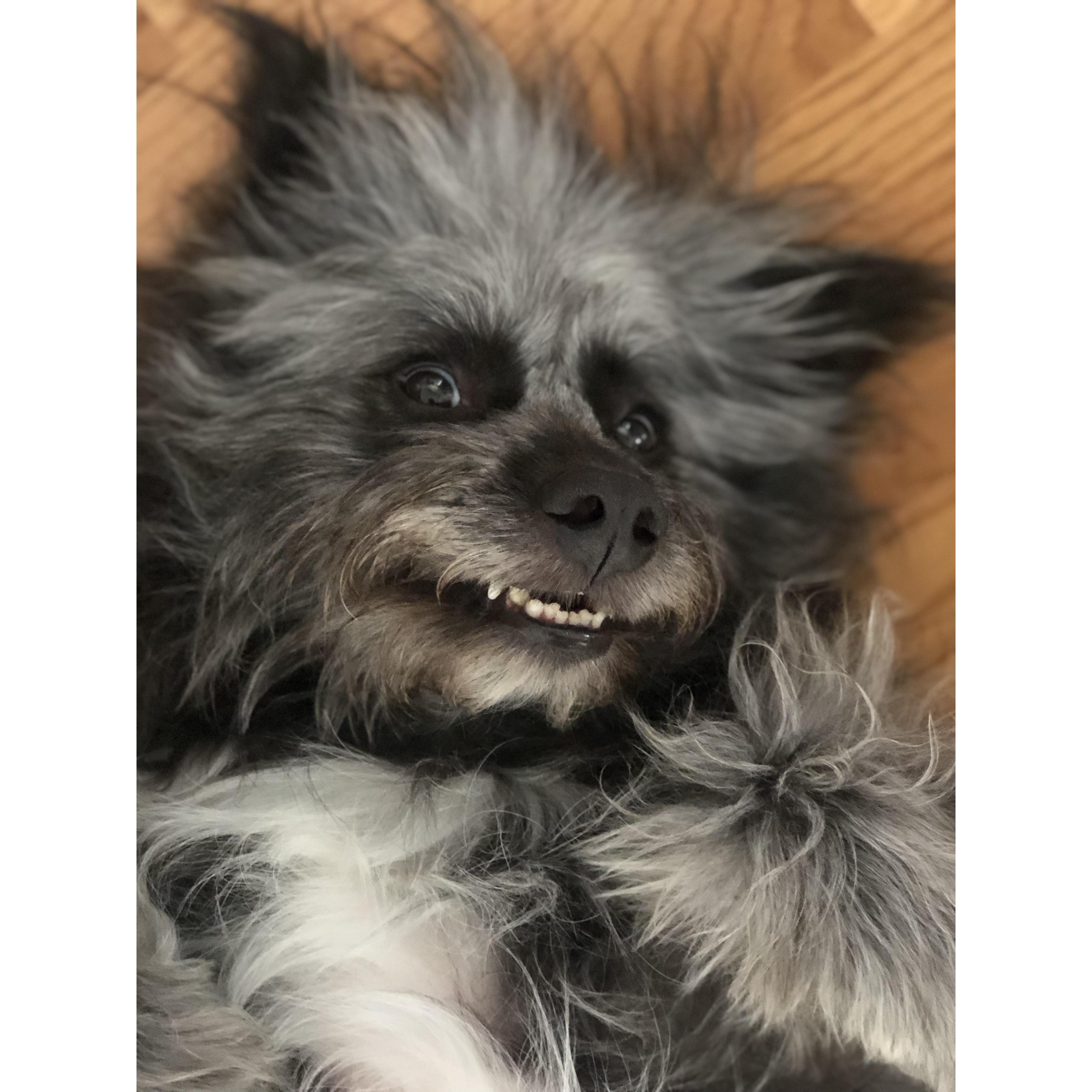 He's beauty, he's grace. (2019)