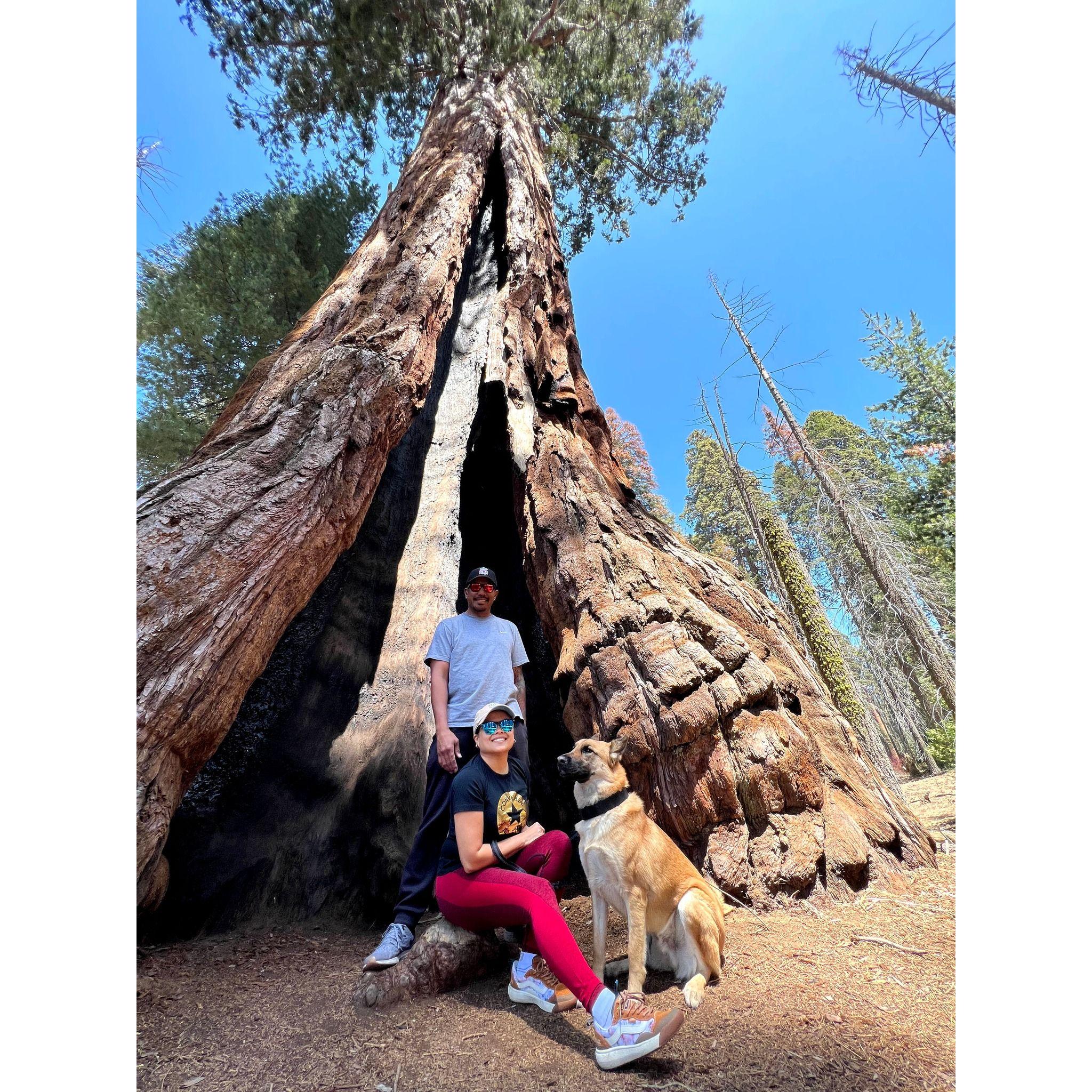 Giant redwoods at Sequoia National Park!