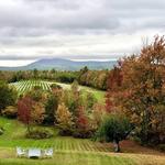 Cellardoor Winery