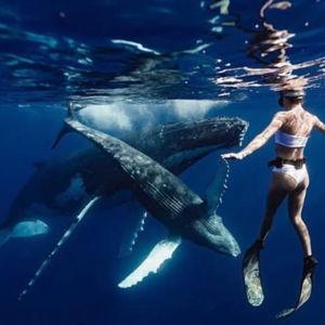 Swimming with Whales in Tahiti