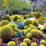 Desert Botanical Garden