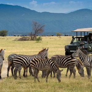 Safari Honeymoon Fund