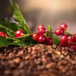 Tour de Café (Coffee Tours)