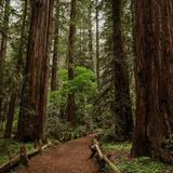 Armstrong Redwoods State Natural Reserve