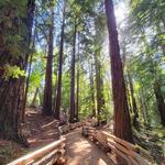 Julia Pfeiffer Burns State Park
