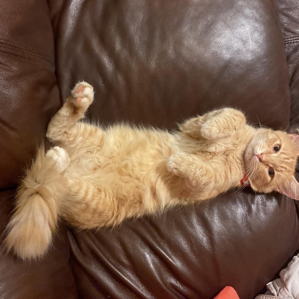He is Peanut. Benjamin left Peanut at Mississippi and came to Texas for seminary. Benjamin and Nina joked that if Peanut and Shalom met, they could have been good friends!