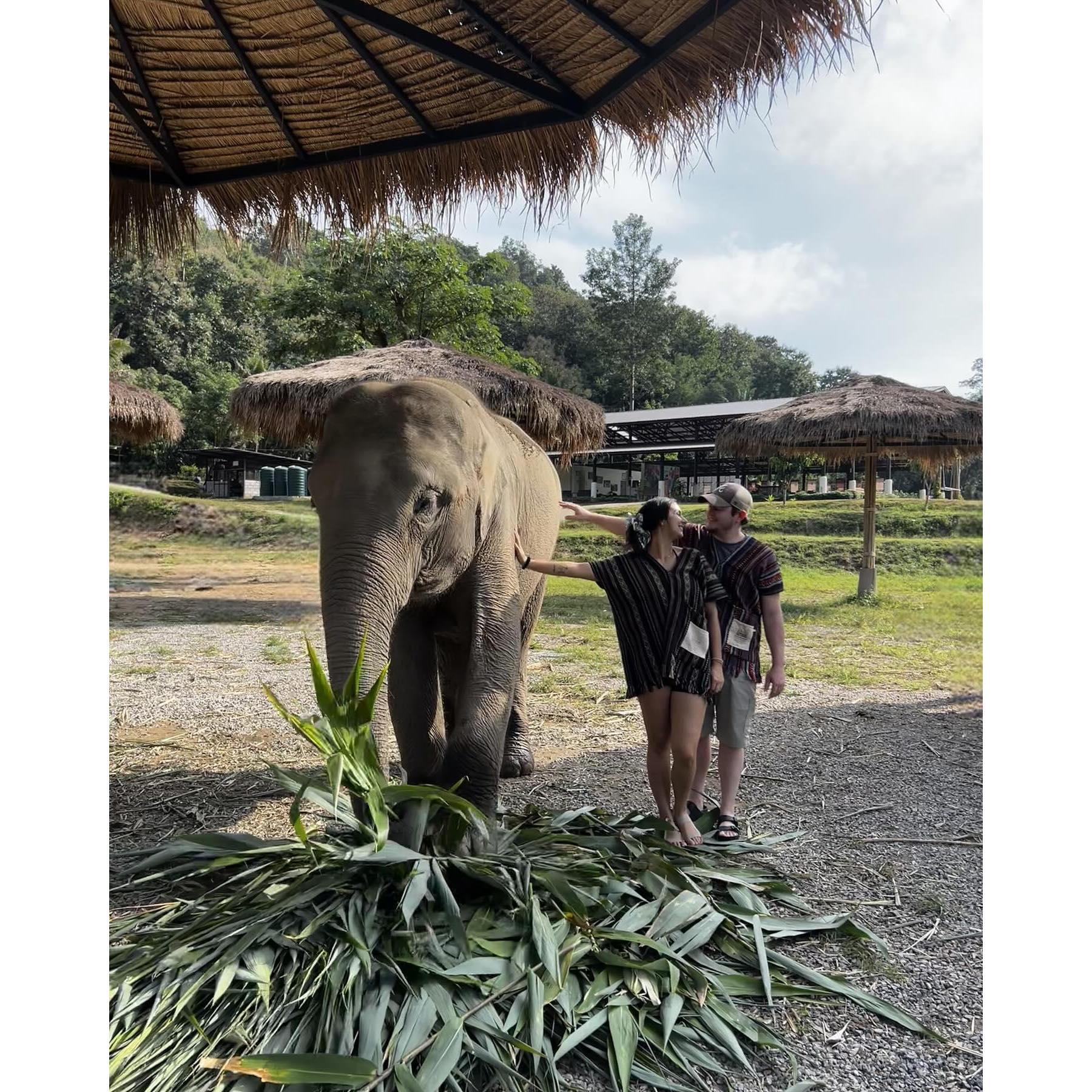 Elephant Sanctuary