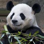 Zoo Atlanta
