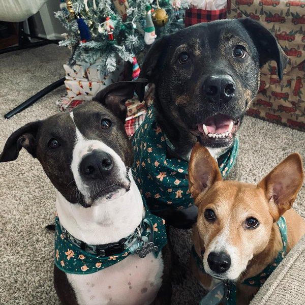 Our Pet Fund
