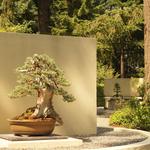 Pacific Bonsai Museum and Rhododendron Garden
