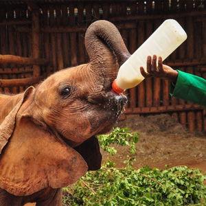 Visit to Sheldrick Wildlife Trust