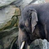 Stroll through Denver Zoo