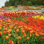 Minnesota Landscape Arboretum