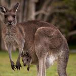 Featherdale Sydney Wildlife Park