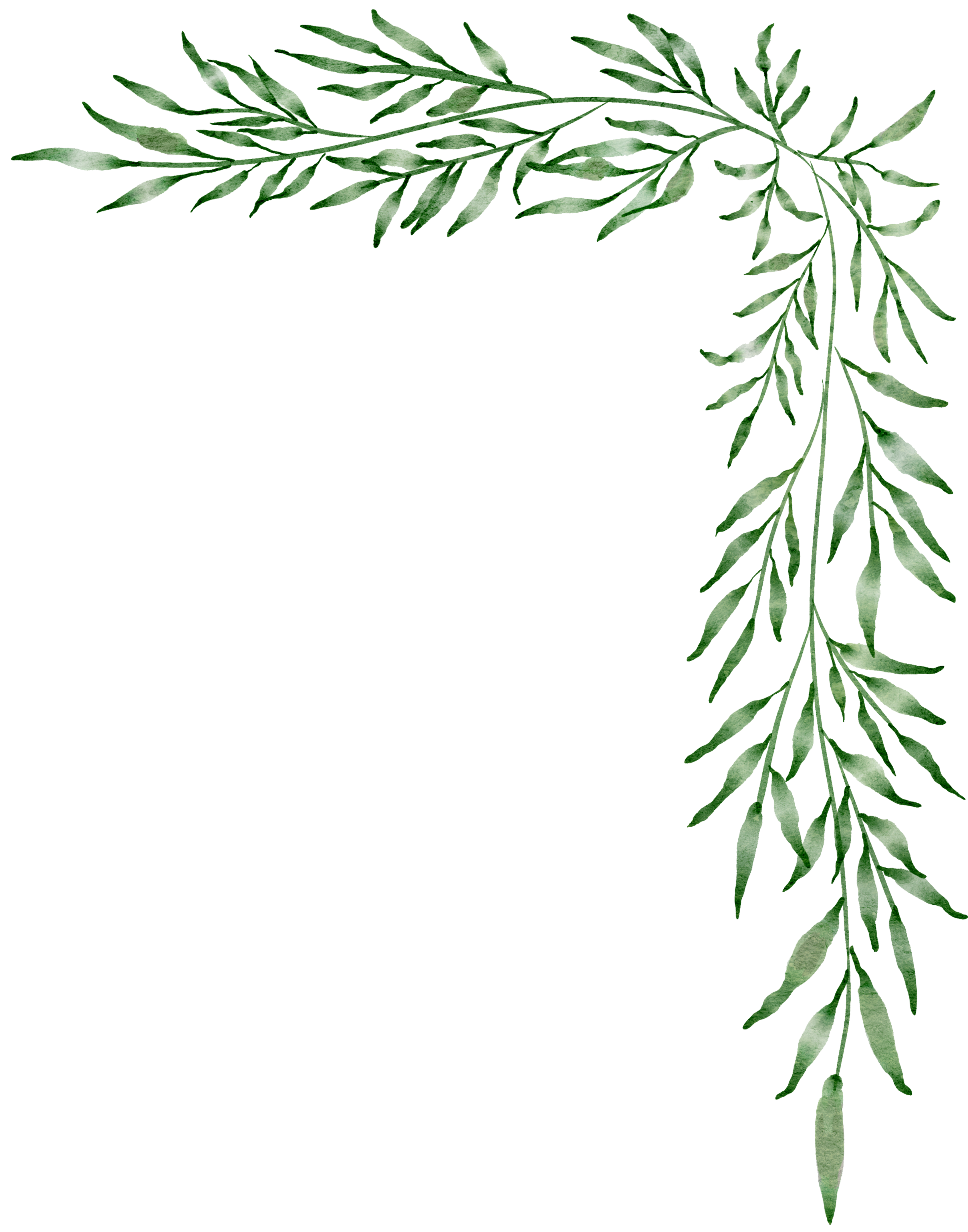 leaves