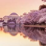 Cherry blossom