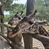 Brevard Zoo