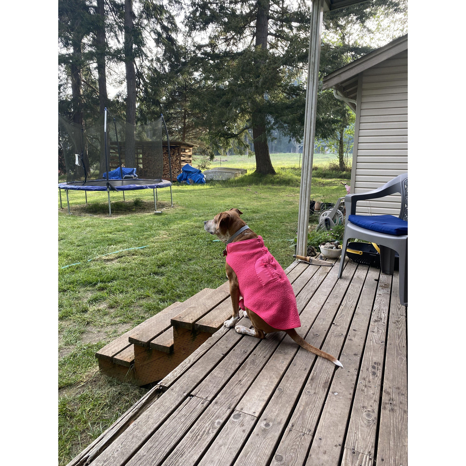 Kona, one of our many loyal guard dogs
