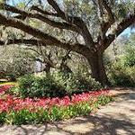 Airlie Gardens