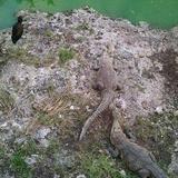 Crocodile Sanctuary in Río Lagartos – Wild & Wonderful