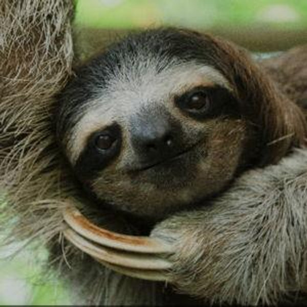 Costa Rica Honeymoon Fund