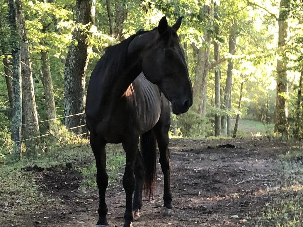 The Wedding Website of Jonna Lee and Zack Blevins