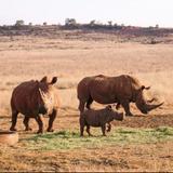 Rhino & Lion Nature Reserve Restaurant