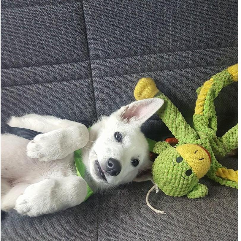 We brought this little fur ball home and he became our whole world