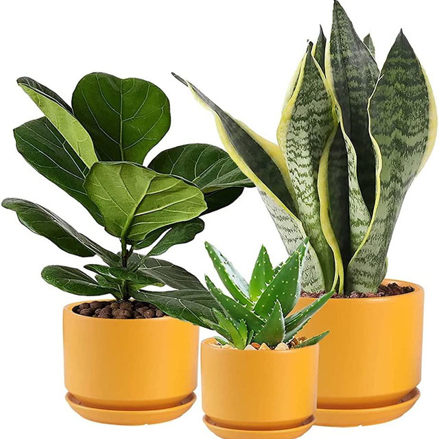 WHOMEPAA Ceramic Flower Pots for Planters with Drainage Holes and Saucers,4.3’’+5.3’’+6.7’’ Set of 3,Garden Plant Pots for Indoor Plants Succulent