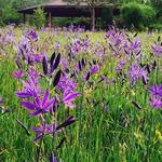 Run in the MacDonald-Dunn Research Forest