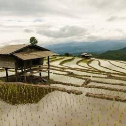 Cambodia Rice Fields Guided Tour