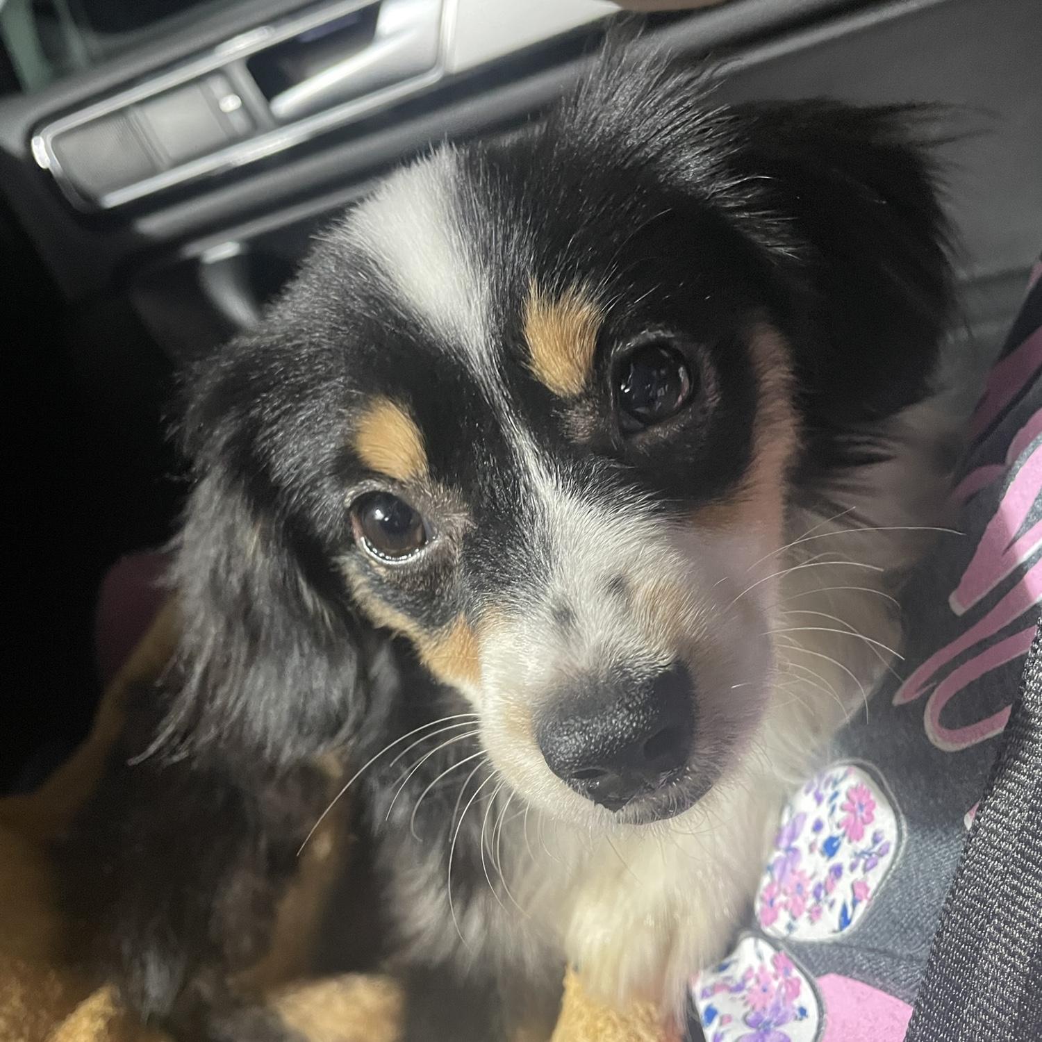 The night we picked up our baby Senna