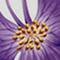 Pansy