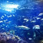 The Florida Aquarium
