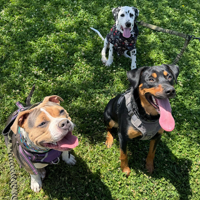Treats for Fox, Hippo, and Raptor