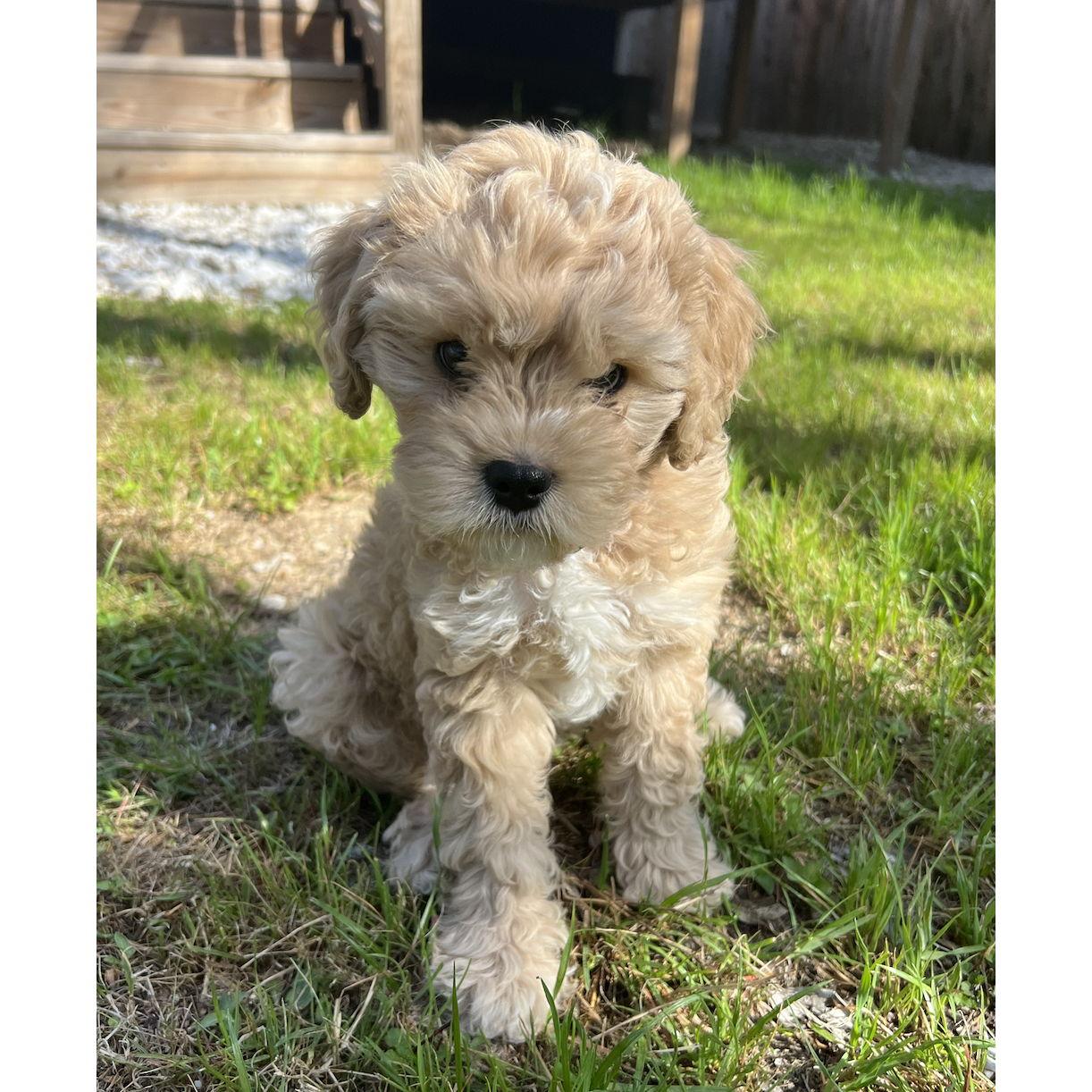 Baby Cinnabun