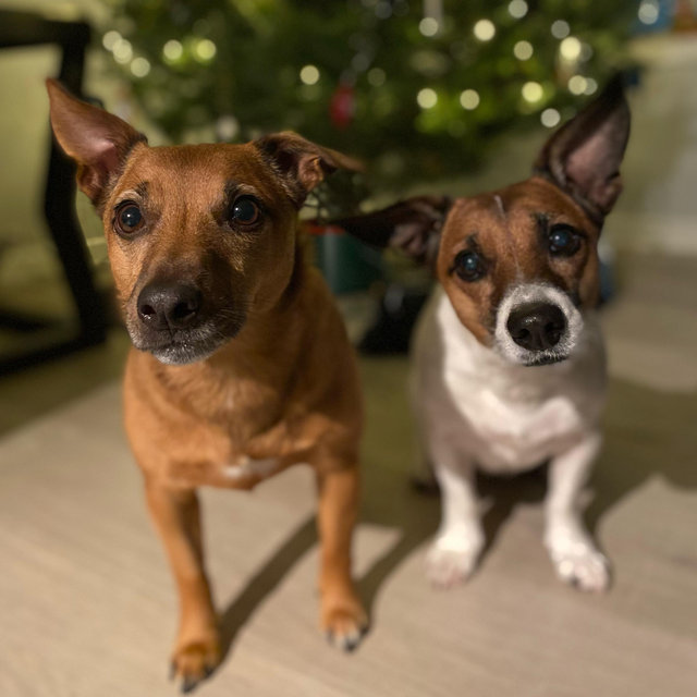 Dog Boarding For Our Honeymoon