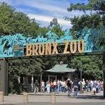 Bronx Zoo