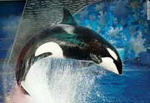 SeaWorld Orlando