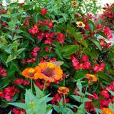 Springfield Botanical Gardens
