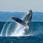 Discovery Whale Watch