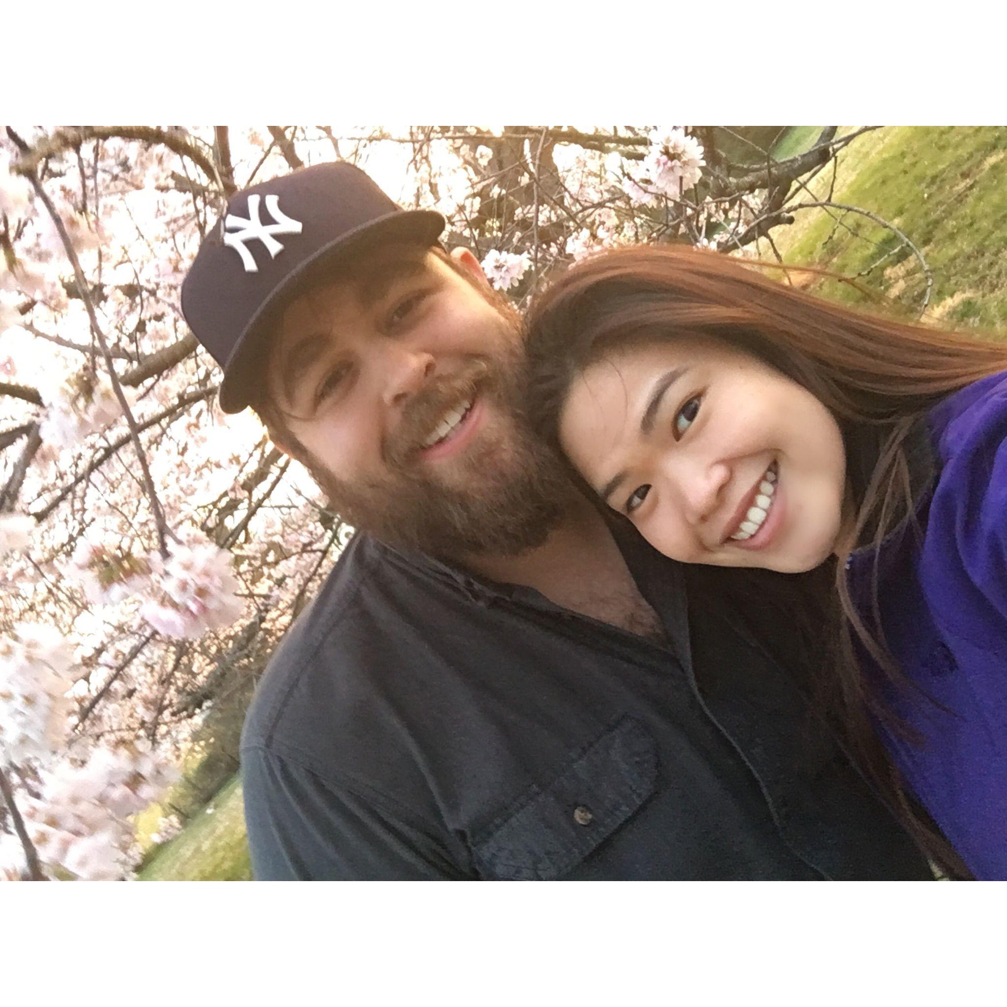 Shenandoah cherry blossoms